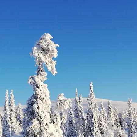 Arctic Aurora Luxury, Lehtikatu 2a 96100 Rovaniemi