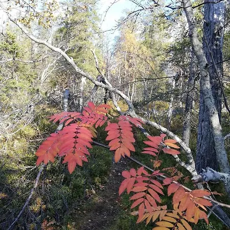 Arctic Aurora Luxury, Lehtikatu 2a 96100 * Rovaniemi